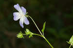 Largeflower baby blue eyes